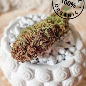 Achat en ligne de fleurs CBD cultivée en France - Northwave